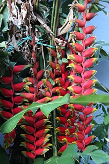 Heliconia Rostrata 2