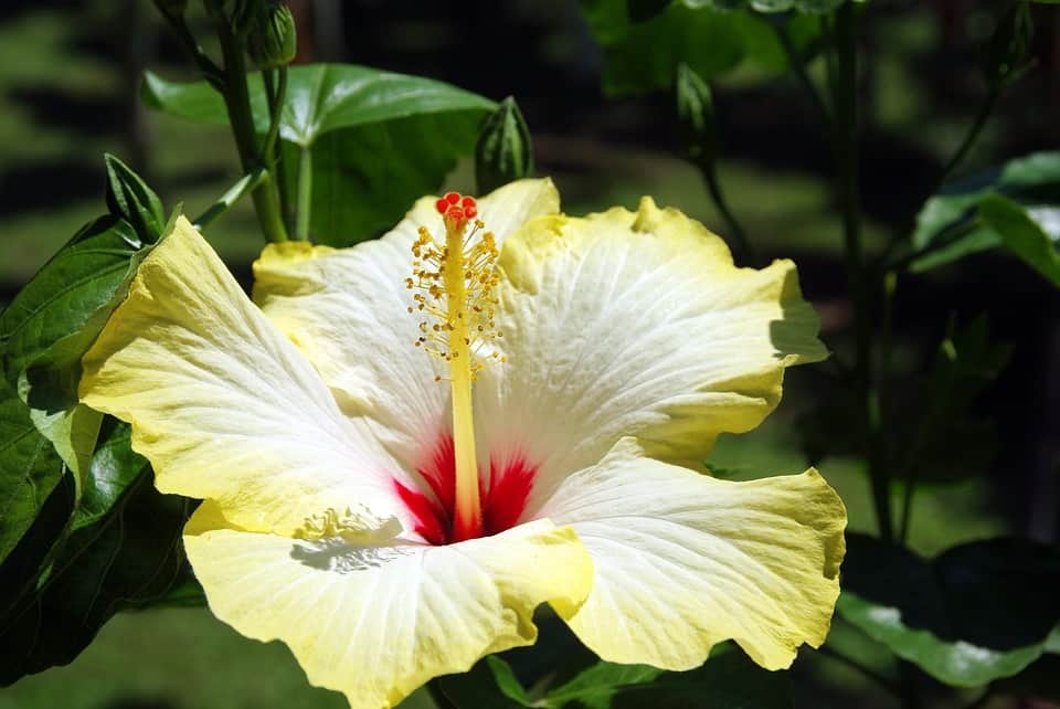 hibiscus 2059946 960 720