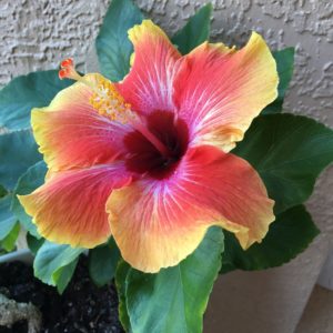 hibiscus flower