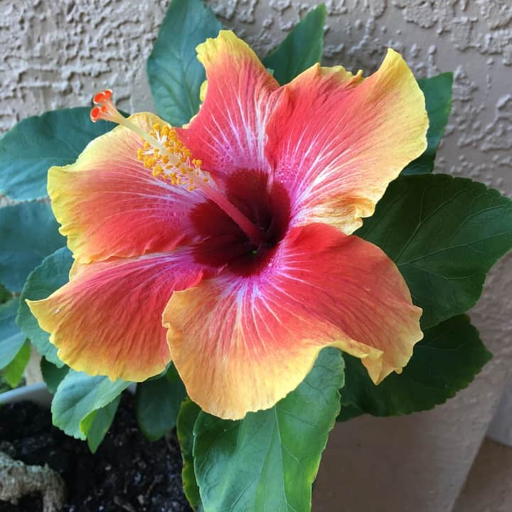 hibiscus 2931000 960 720