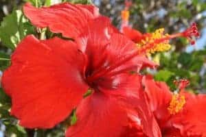 Hibiscus Rosa Sinensis 2