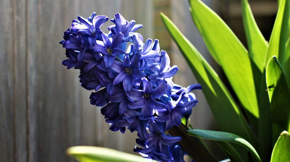 Hyacinth