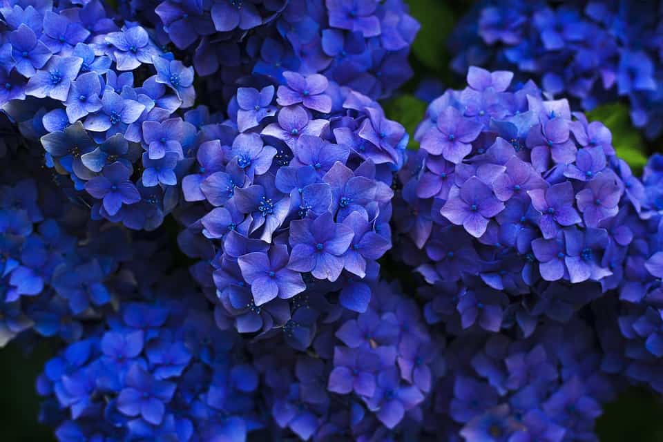 Hydrangea - blue perennials