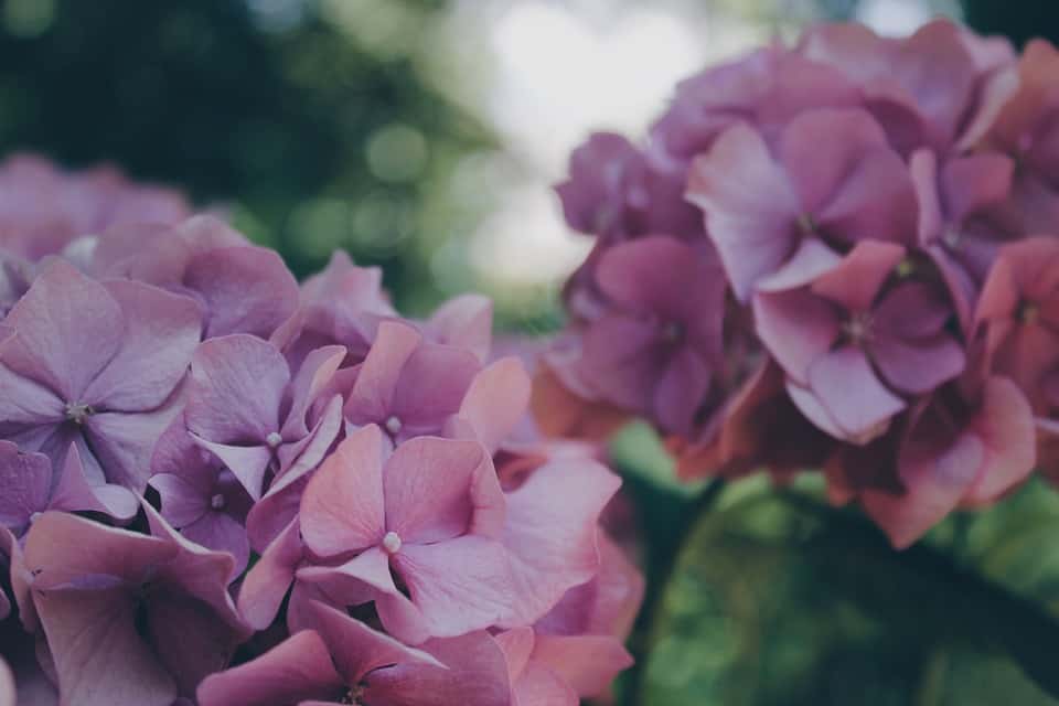 Hydrangeas