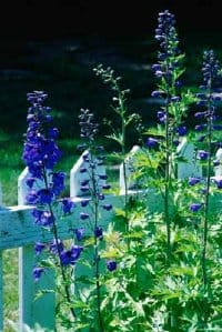 Larkspur Delphinium 2