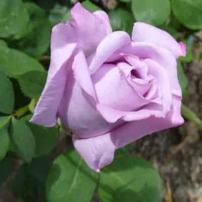 lavender colored rose