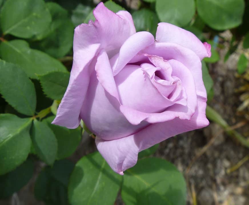 lavender rose