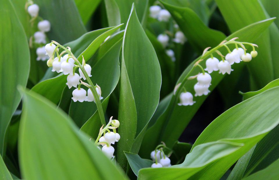 Lily of the Valley