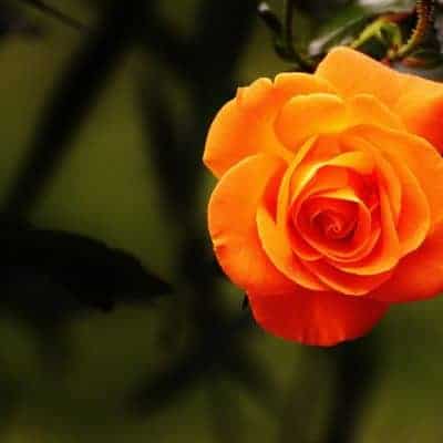 meaning orange roses