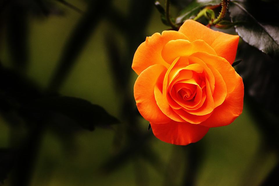 meaning of orange roses