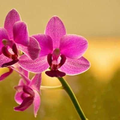 orchid in sunlight