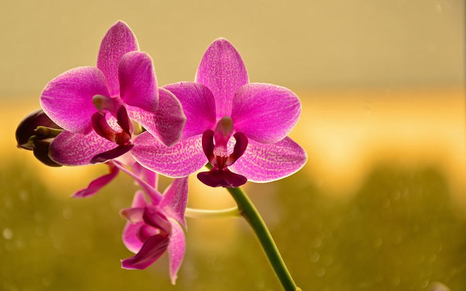 orchid 3932473 960 720