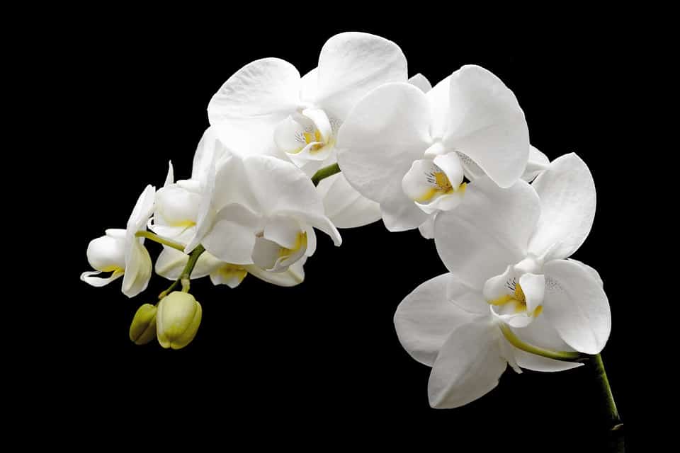 Orchid