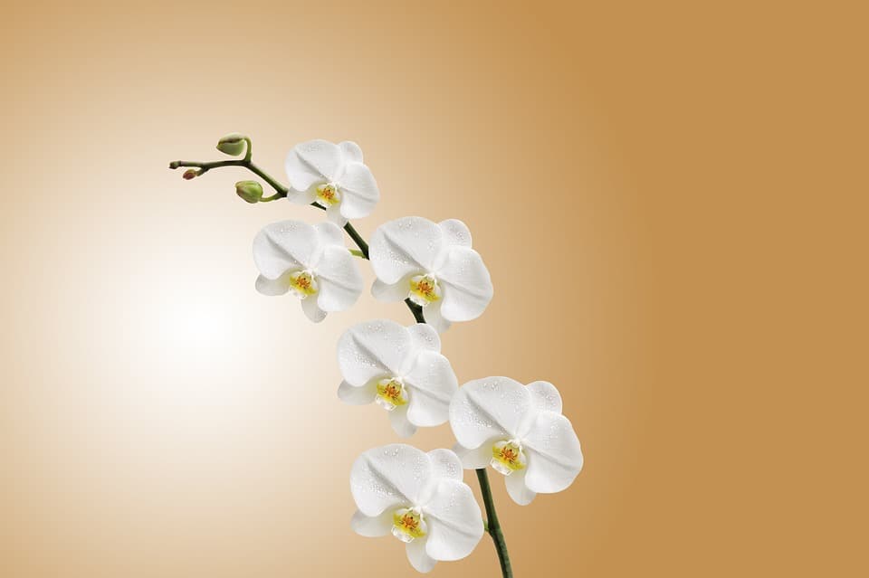 orchid2