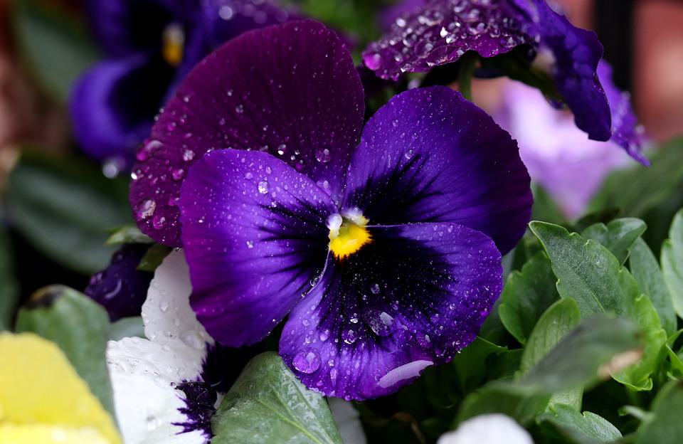 Pansy 1