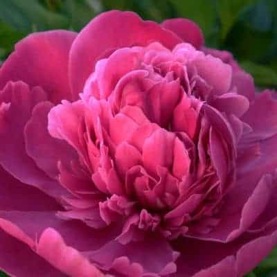 Peony