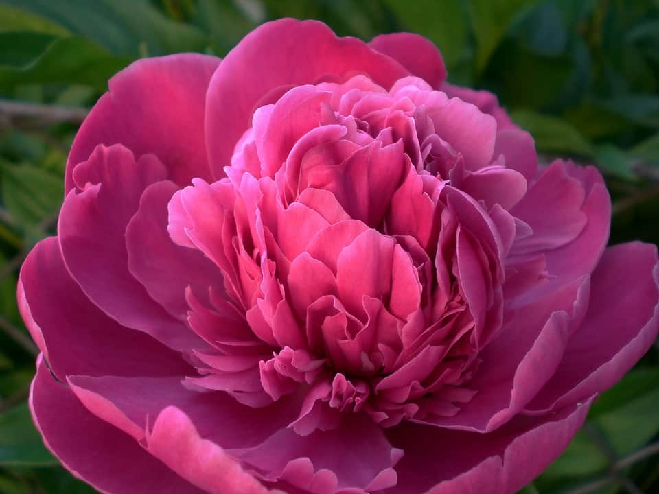 Peony Peony
