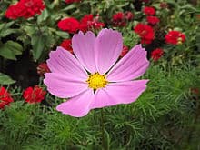 Pink Cosmos Cosmos Bipinnatus 2