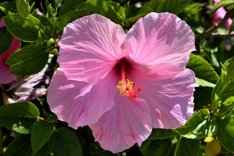 pink hibiscus 2659151 960 720