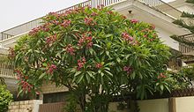 Plumeria Rubra 2