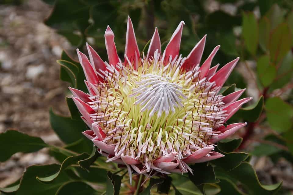 Protea King