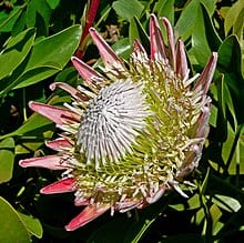 Proteaceae 2