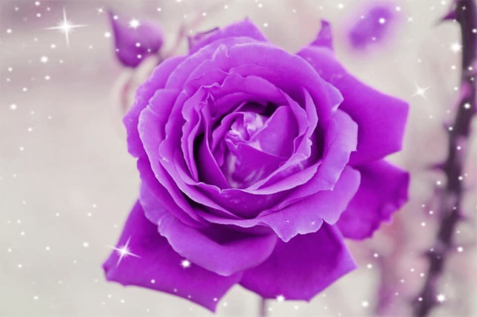 purple rose