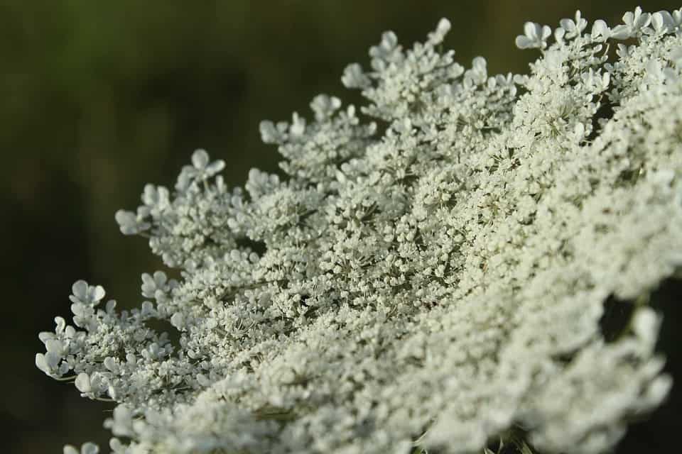 Queen Annes Lace