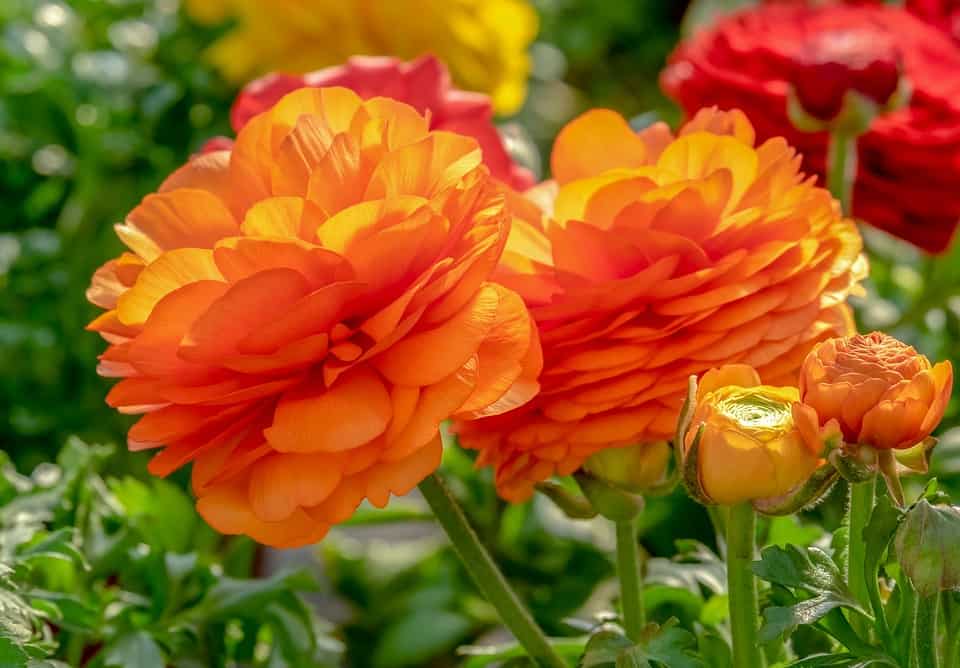 Ranunculus