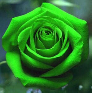 vibrant green roses