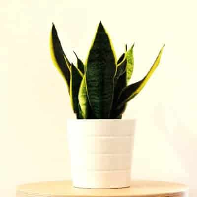 sansevieria snake plant in pot