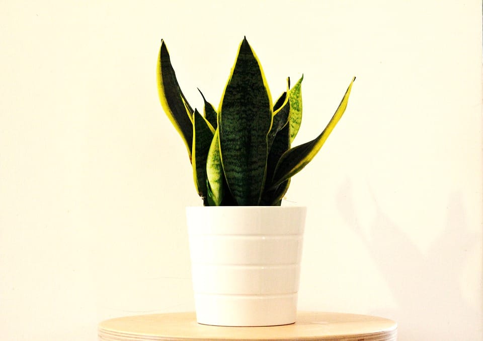 sansevieria 2582056 960 720