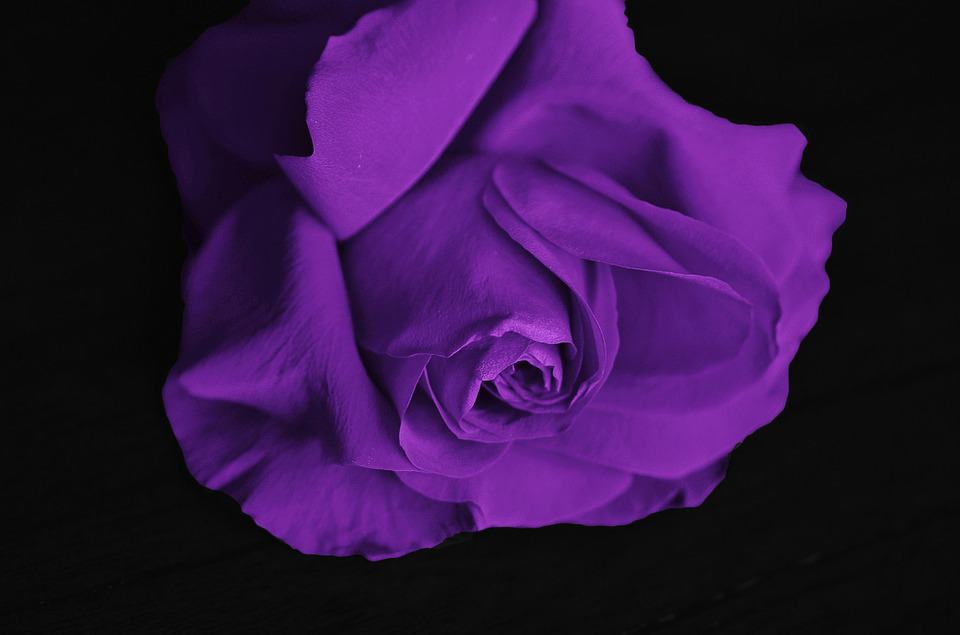 meaning of purple roses