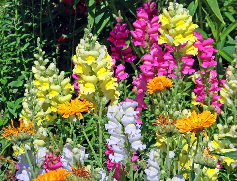 Snapdragon