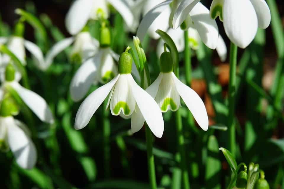 Snowdrop Snowdrop