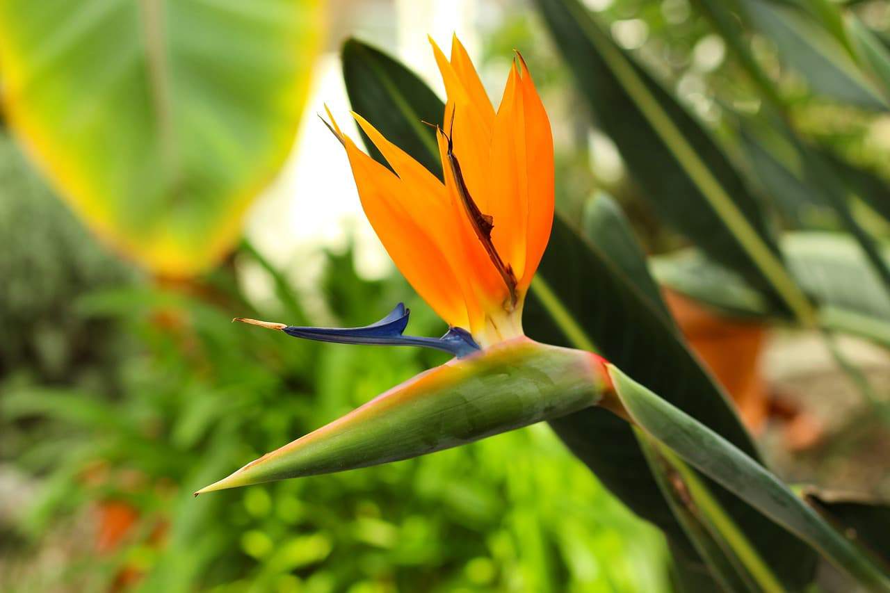 Tropical Flower Types