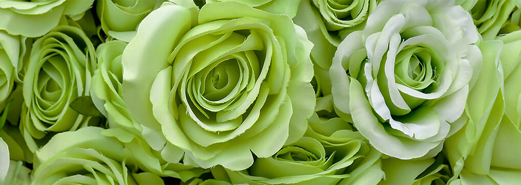 where do green roses come from