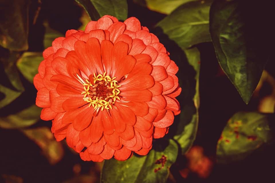 Zinnia