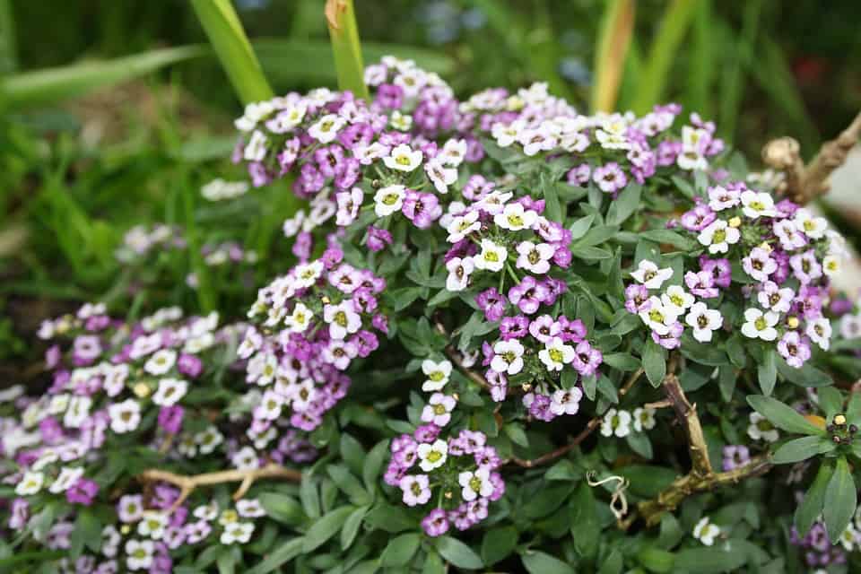 alyssum 1314310 960 720