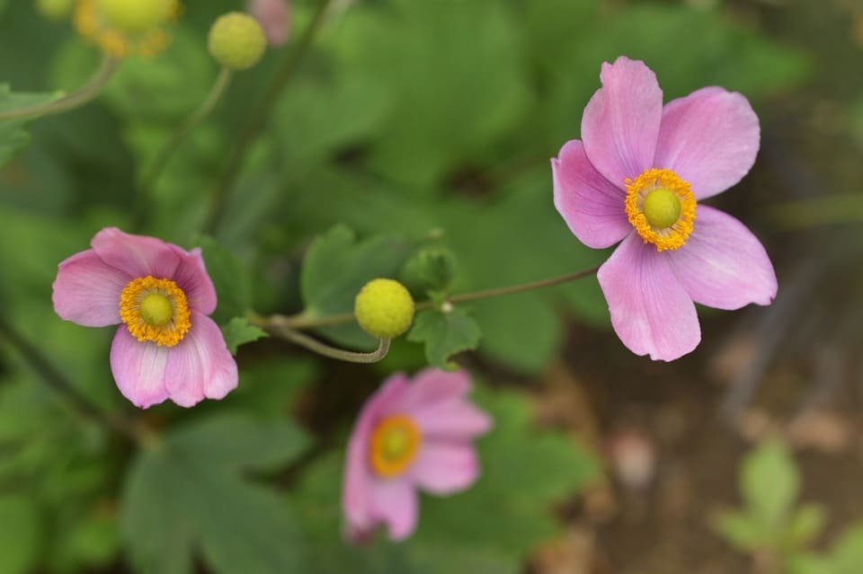 anemone japanese 3769283 960 720