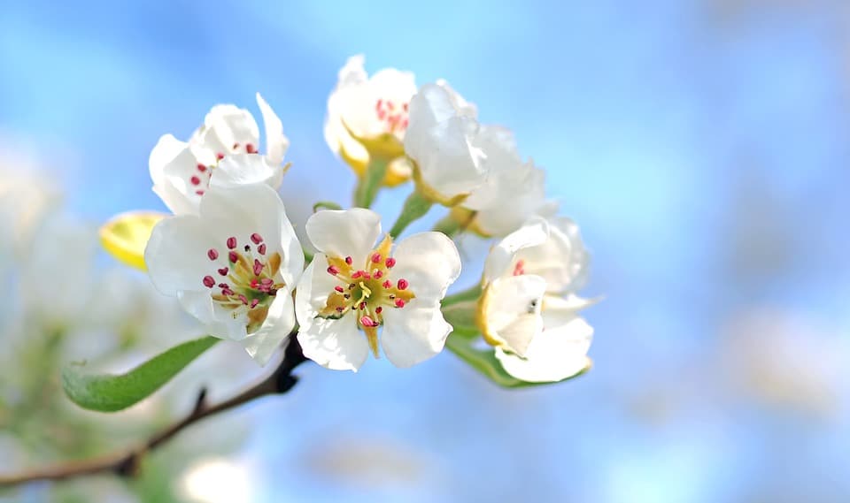 apple blossoms 1368187 960 720