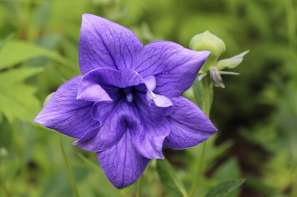 balloon flower 1402027 960 720