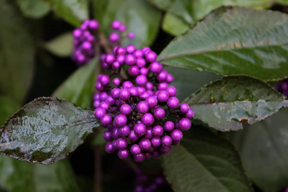 BeautyBerry