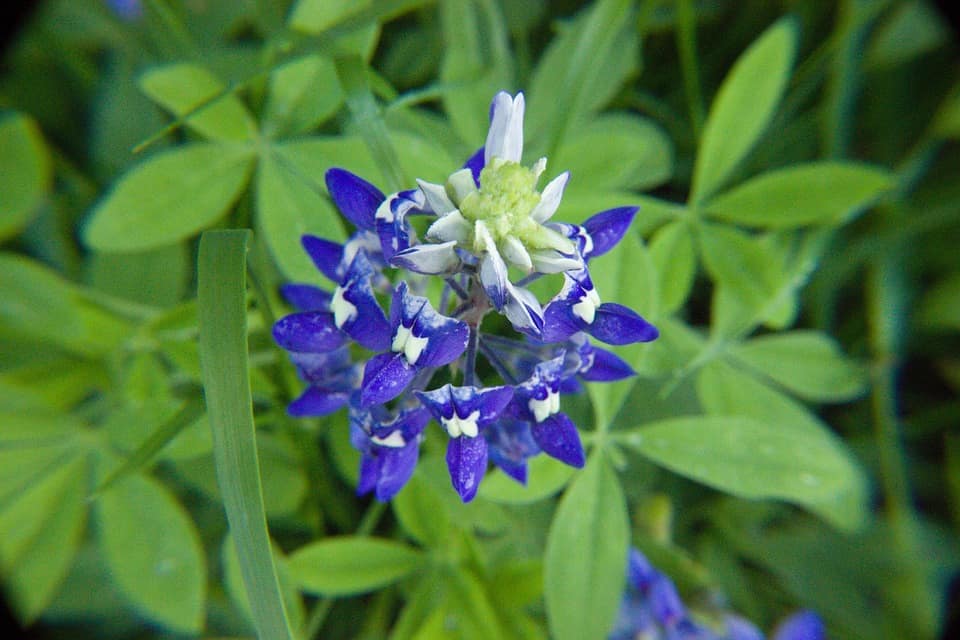 bluebonnet 733360 960 720