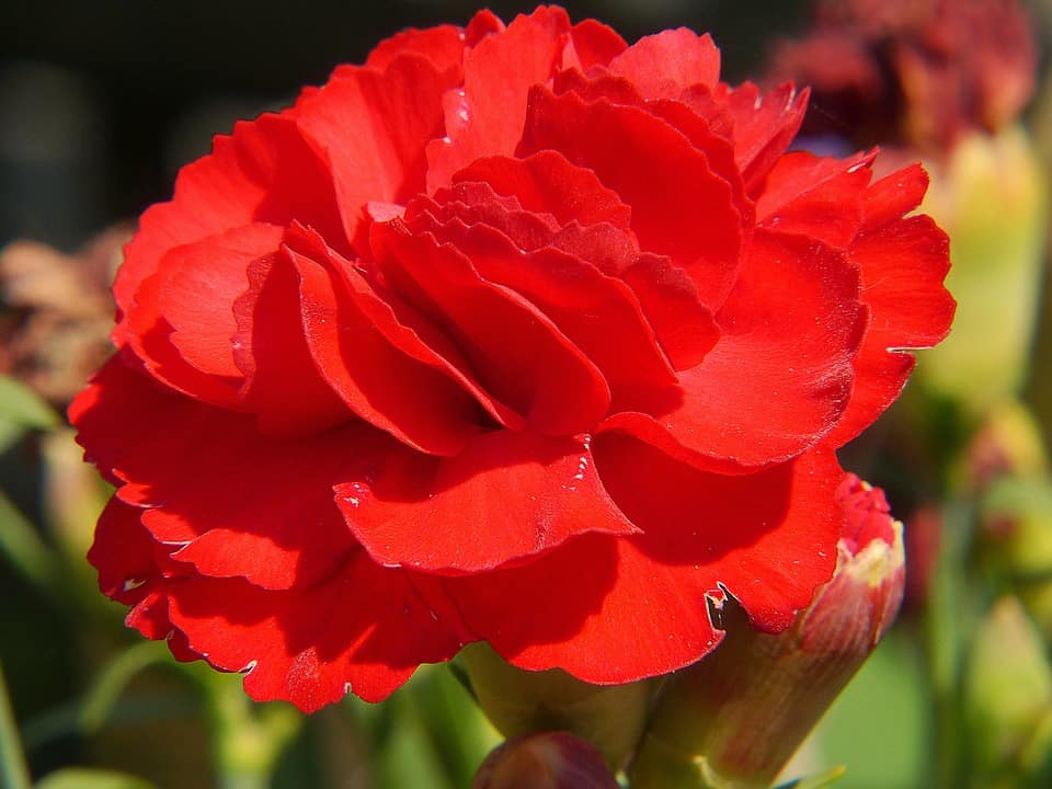 red carnation