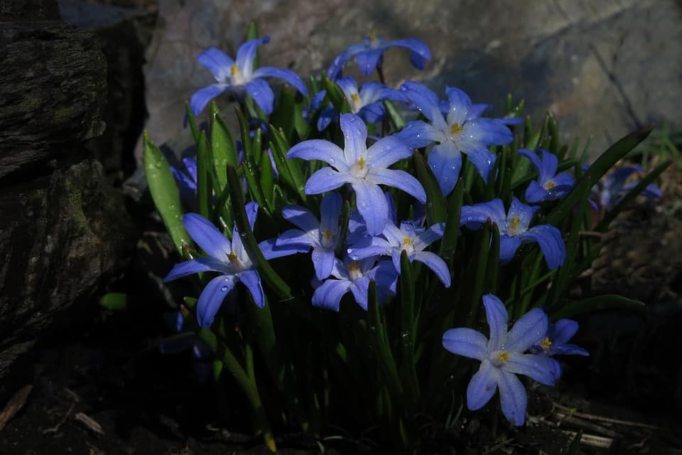 chionodoxa luciliae 3312010 960 720