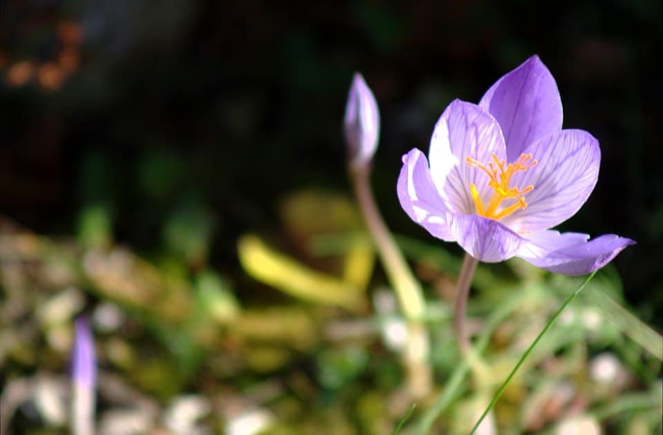 colchicum hybrid 1810489 960 720