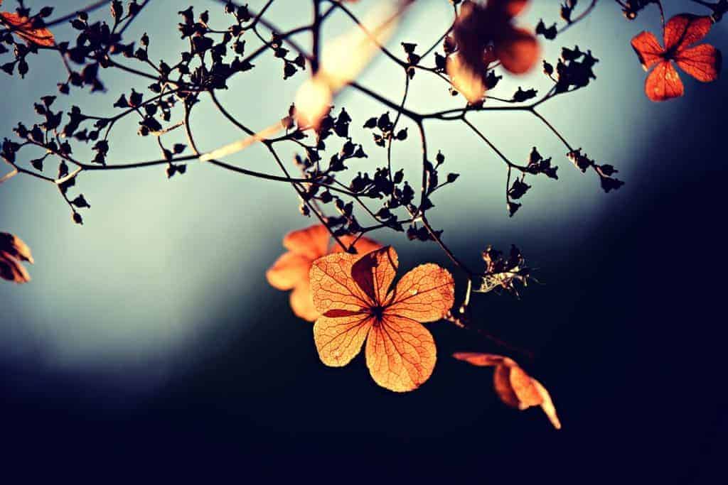 Flowers on a Branch