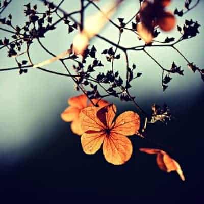 Flowers on a Branch