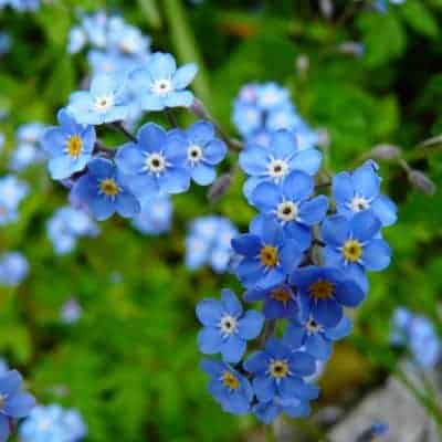 forget me not